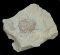 Blastoid (Pentremites) Fossil - Illinois #42819-2